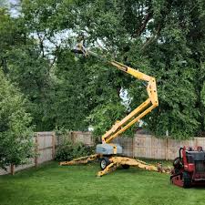 Best Tree Removal Services  in Lincoln, CA